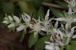 Woodland stonecrop